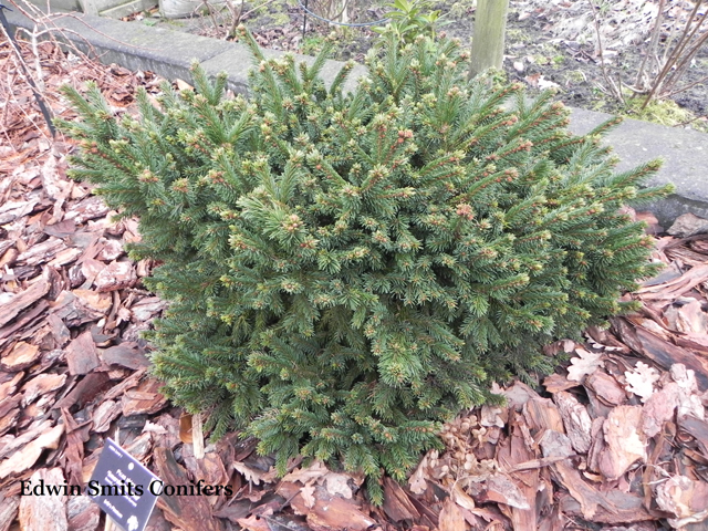 Picea abies 'Emerald Diamond'